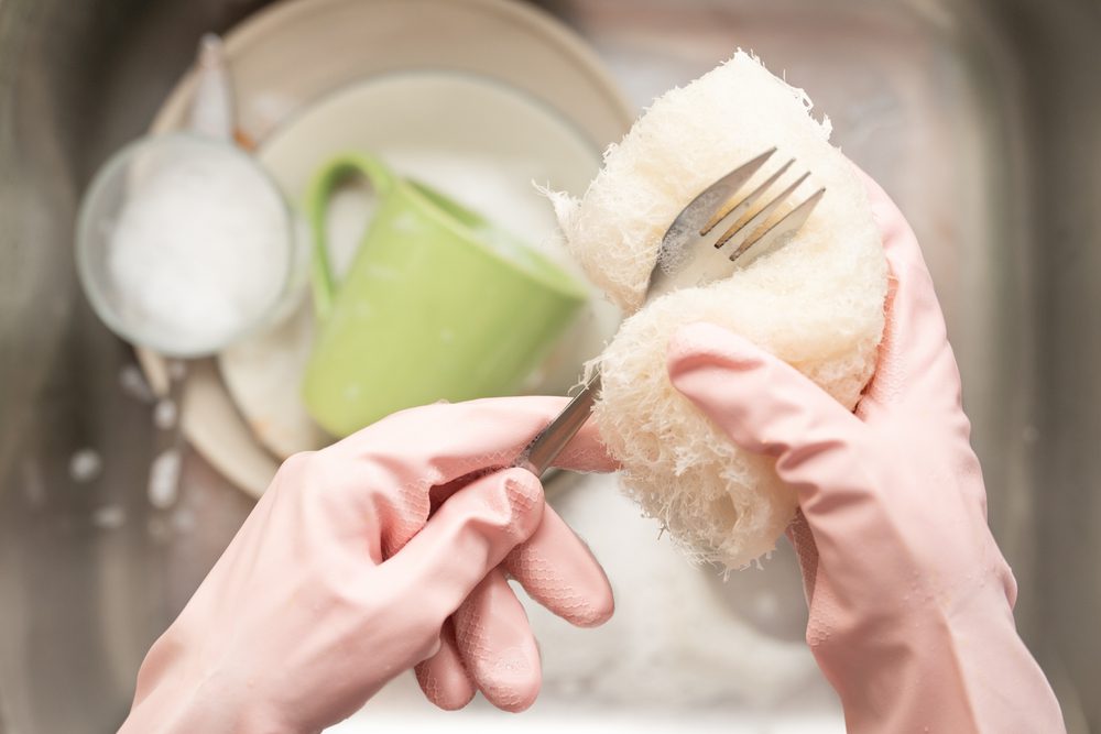 sponges bacteria