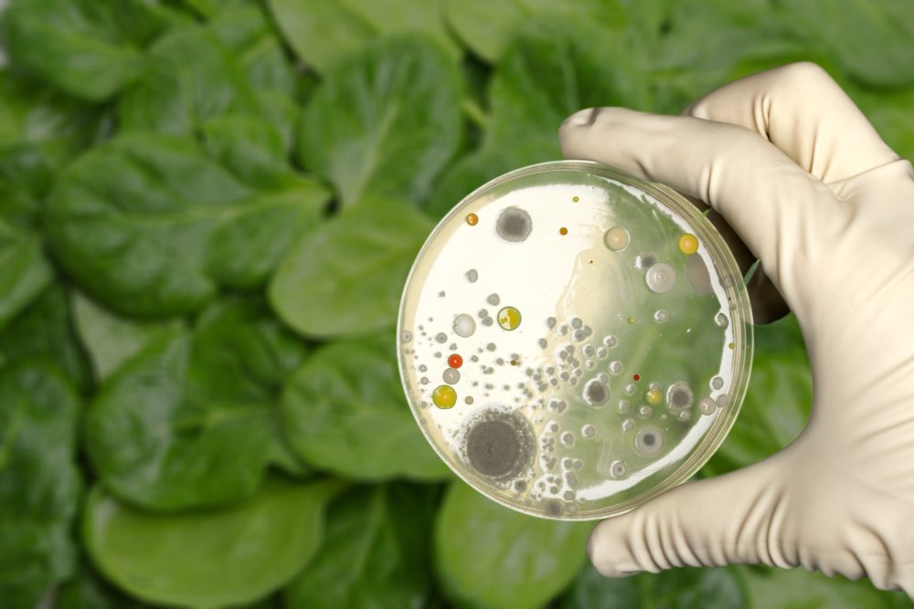 sushi bacteria