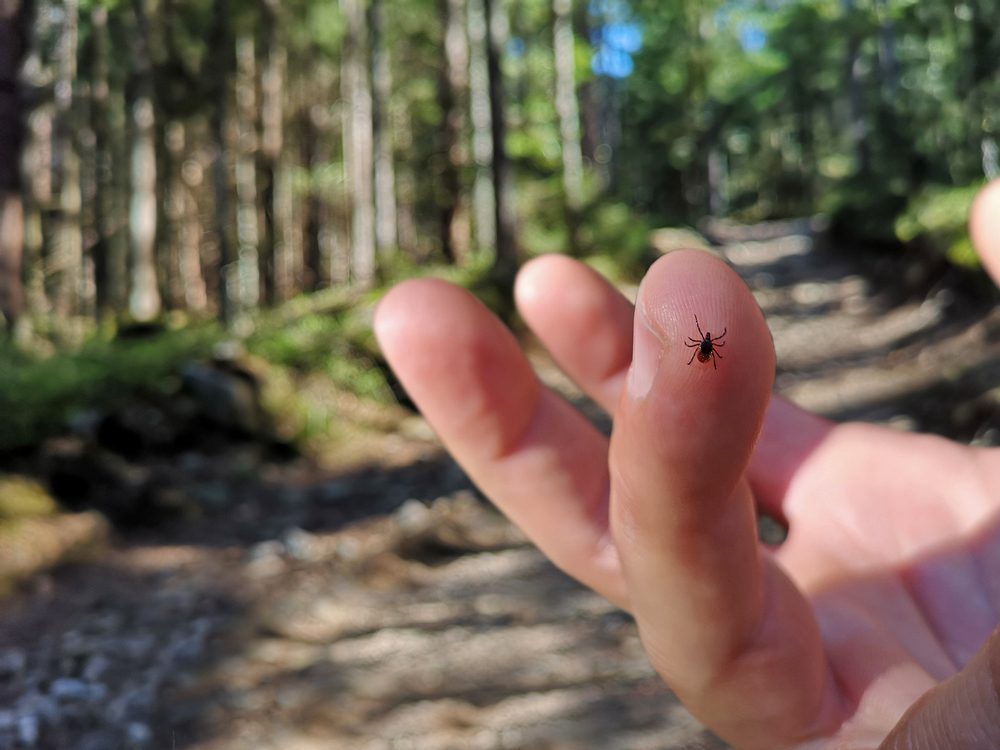 Tick Bites