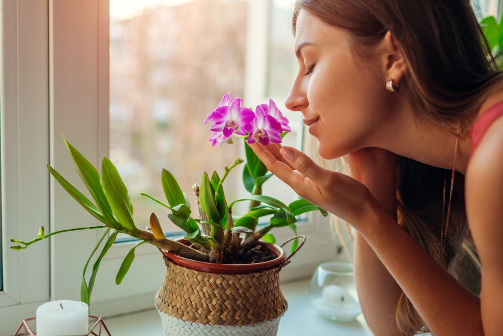 plants for lungs