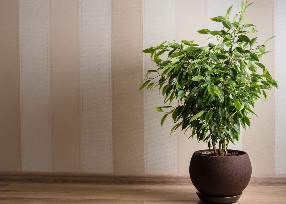 weeping fig