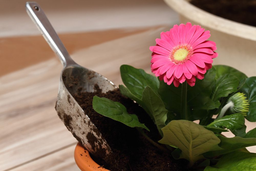 gerbera daisy