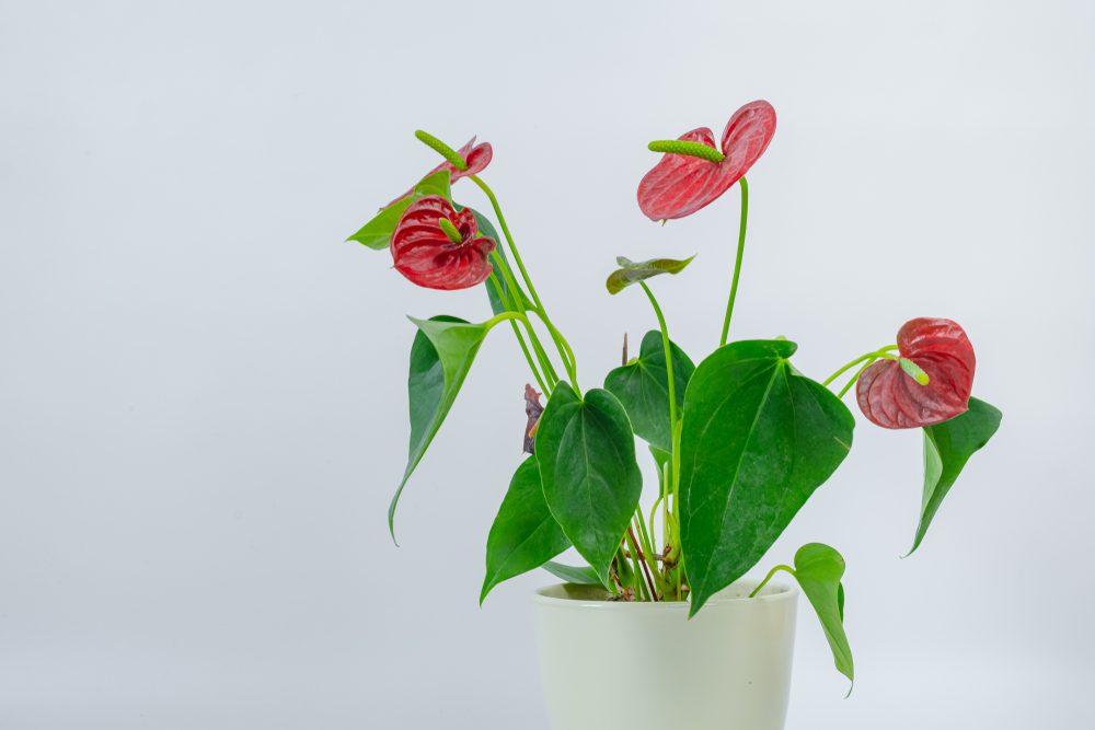 flamingo lily