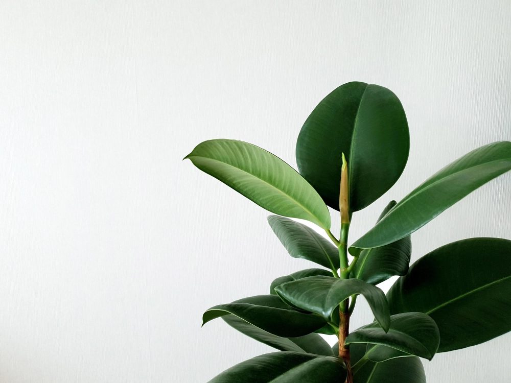 rubber plant
