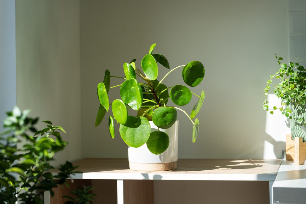 money plant