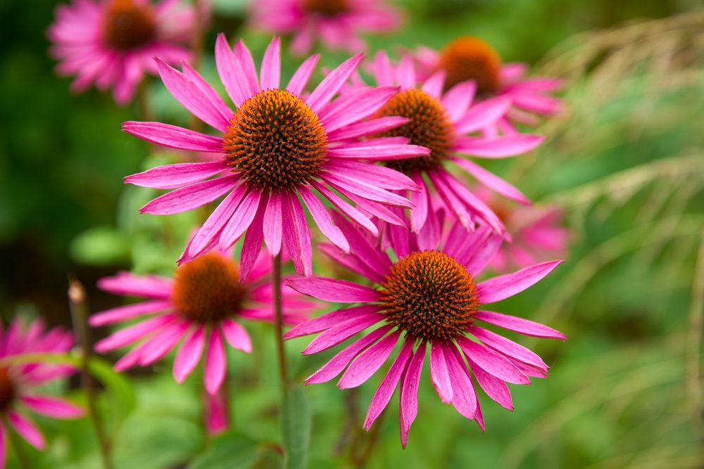 echinacea native
