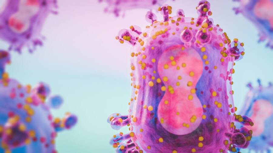 Monkeypox Strain
