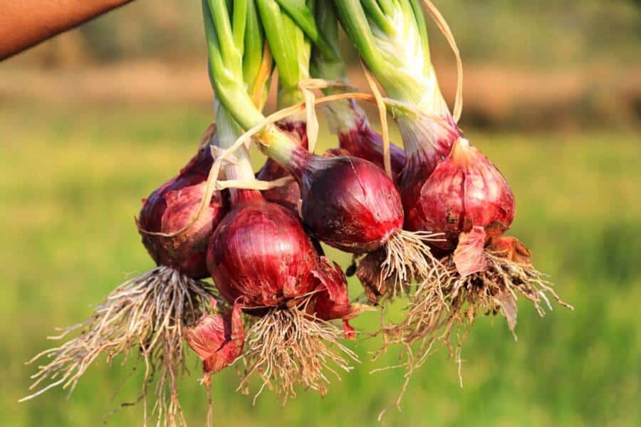 onions
