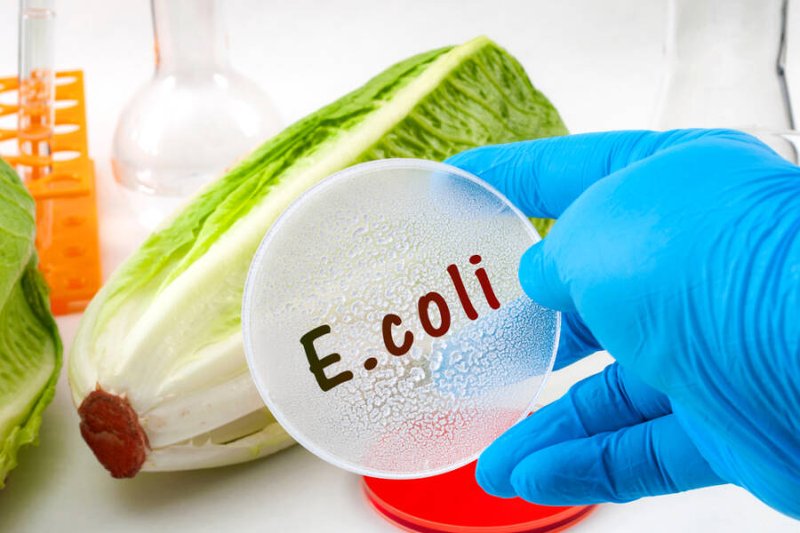 antibiotic-resistant bacteria