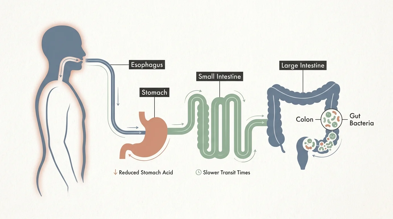 A clean, labeled diagram showing the human digestive system from the esophagus to the colon with health callouts.