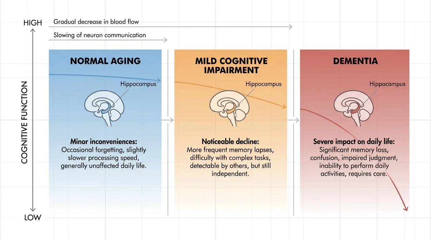 A horizontal diagram categorizing cognitive changes into Normal Aging, Mild Cognitive Impairment, and Dementia.