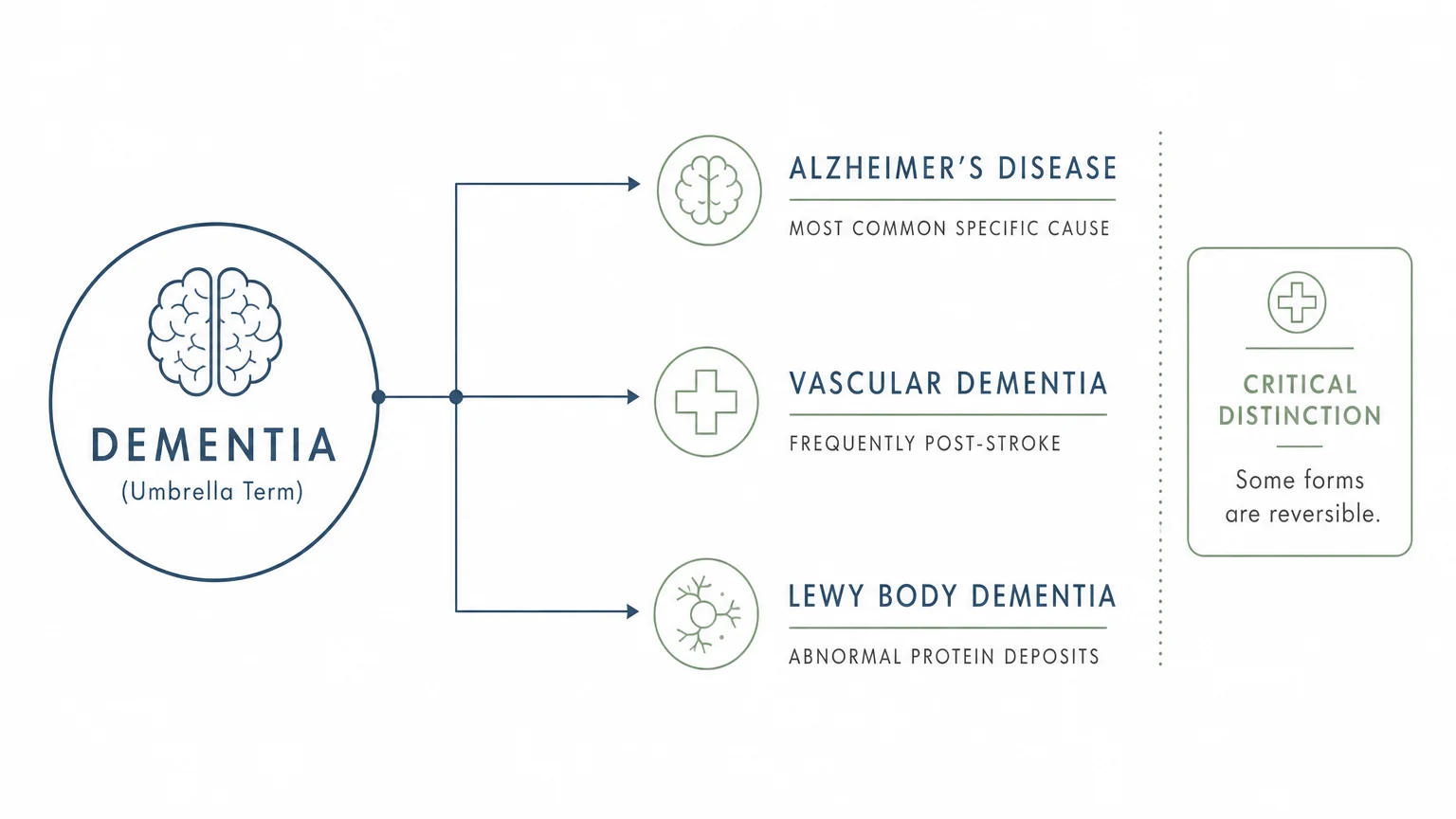 A minimalist diagram illustrating dementia as an umbrella term for Alzheimer’s, Vascular, and Lewy Body types.