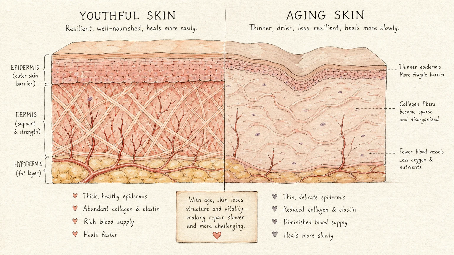An ink and watercolor illustration contrasting a thick, youthful skin structure with thinner, less elastic aging skin.