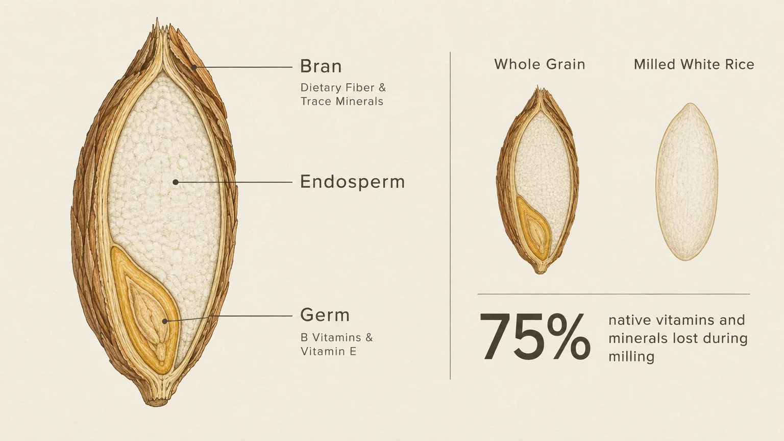 Cross section diagram of a whole grain seed beside milled white rice, labeling the bran, endosperm, and germ.