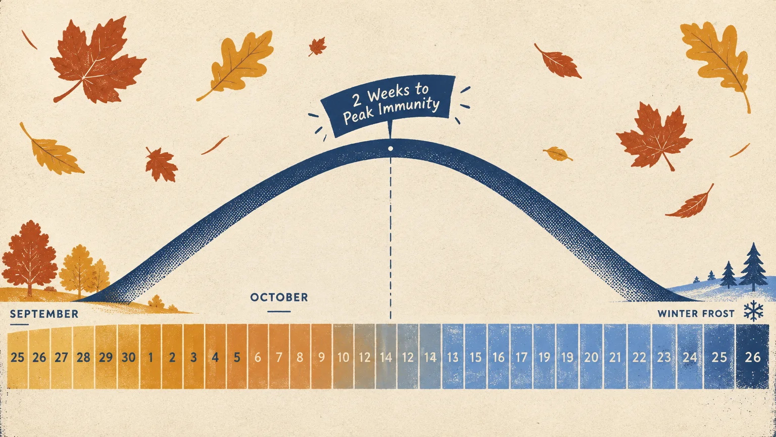 Illustrated bell curve chart spanning September to winter frost with a banner reading 2 Weeks to Peak Immunity.