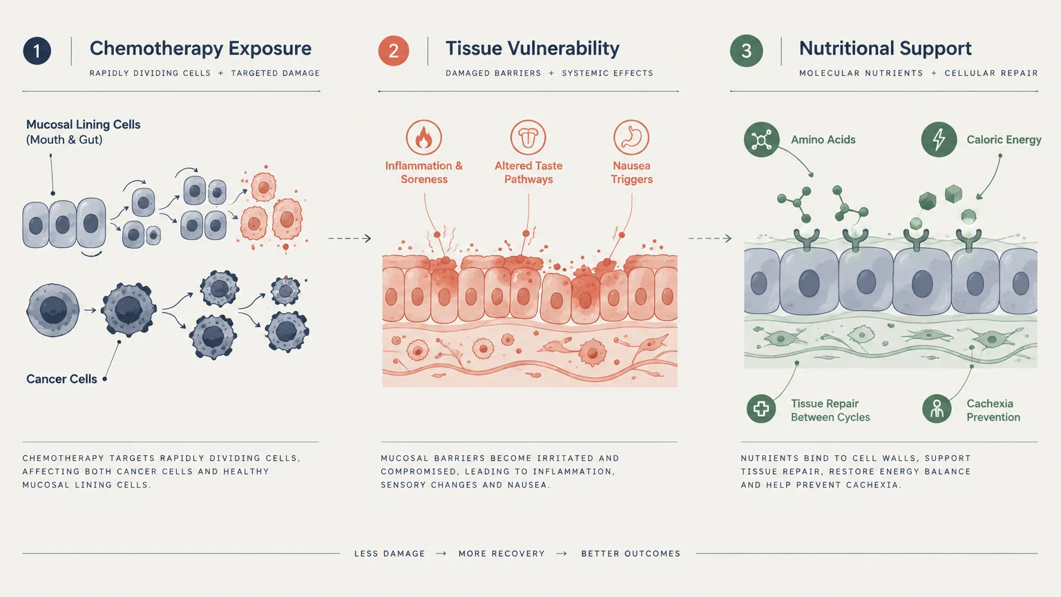 Three-step diagram showing chemotherapy exposure on mucosal and cancer cells, tissue vulnerability, and nutritional support.