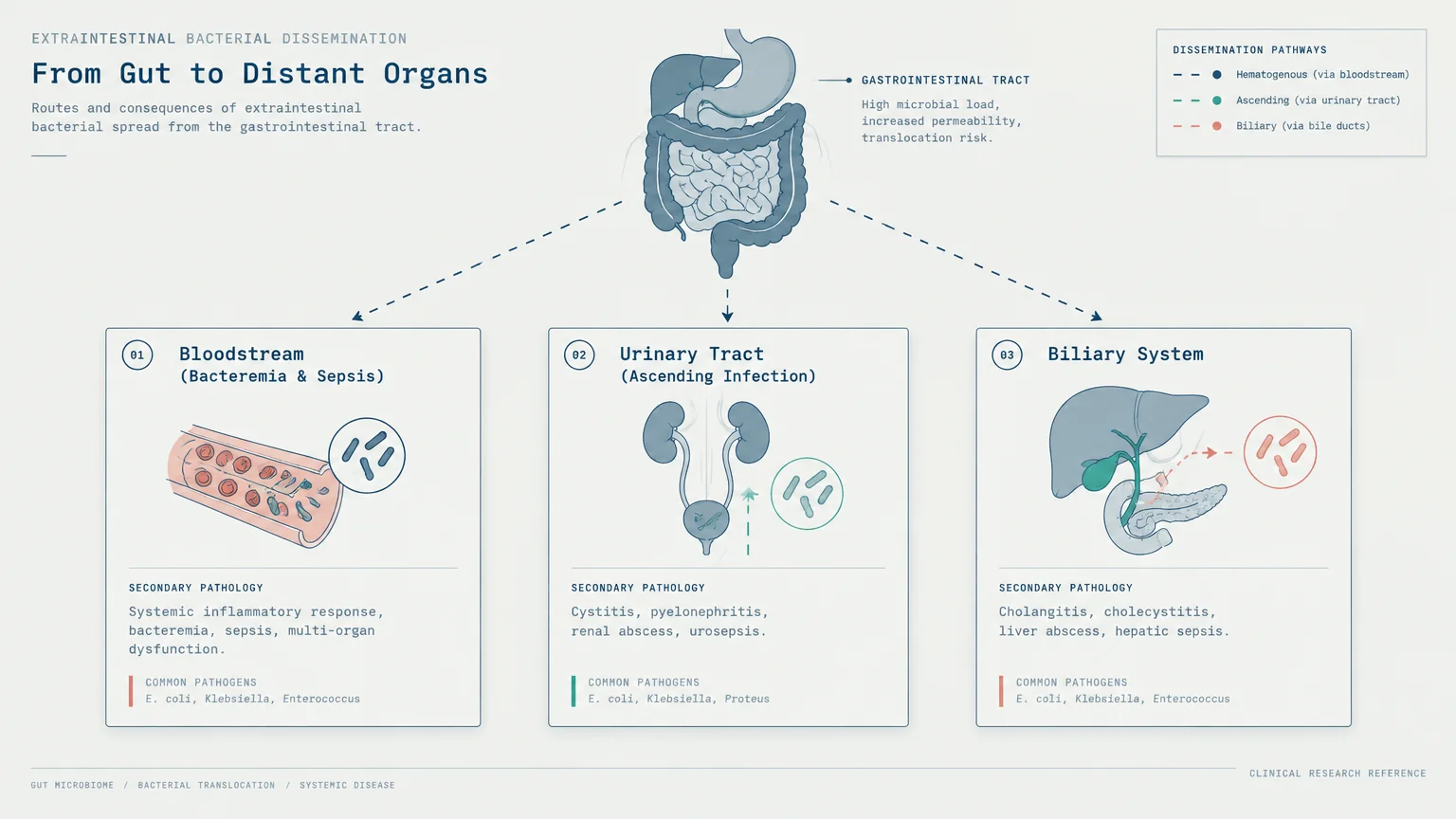 Medical diagram showing bacterial dissemination pathways from the gut to the bloodstream, urinary tract, and biliary system.
